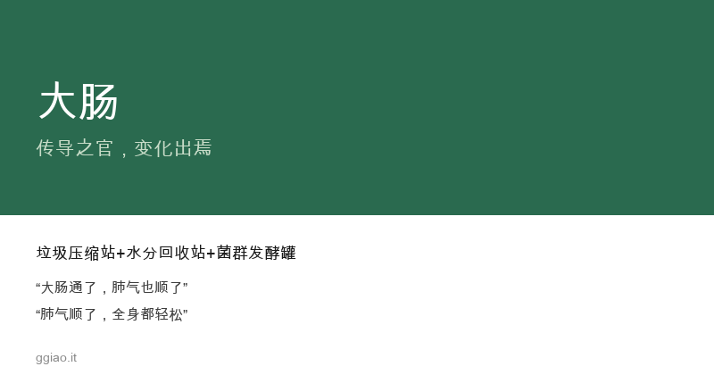 大肠：身体的垃圾压缩站