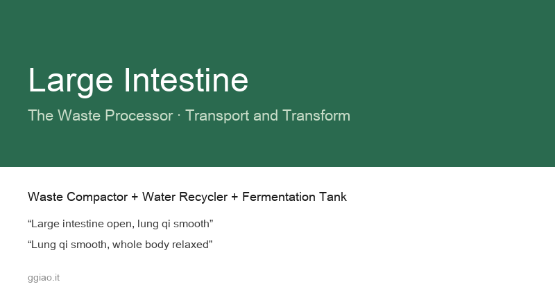 The Large Intestine: The Body's Waste Compactor