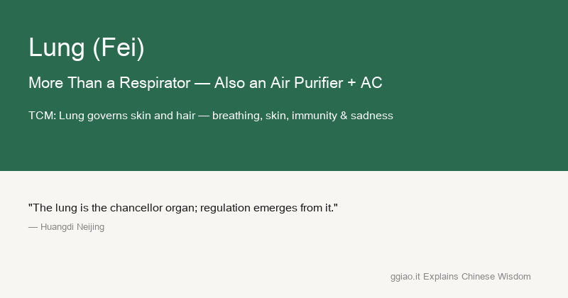 Lung: The lung is an air purifier and AC system