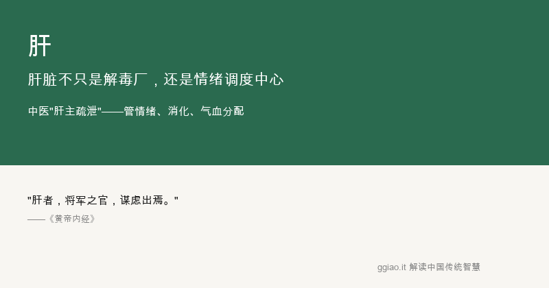 肝：肝脏是化工厂，也是交通调度中心