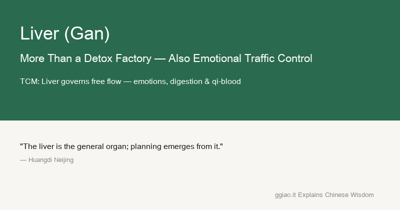 Liver: The liver is a chemical plant and traffic control center