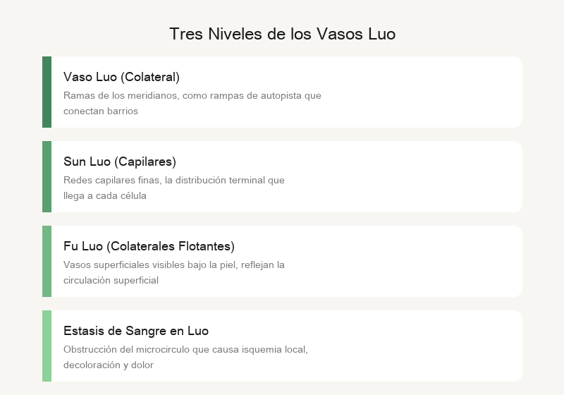 Vasos colaterales: red de tres niveles de canales, colaterales y colaterales minutos