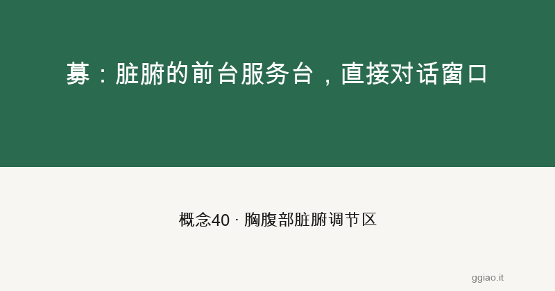 募：脏腑的前台服务台，直接对话窗口