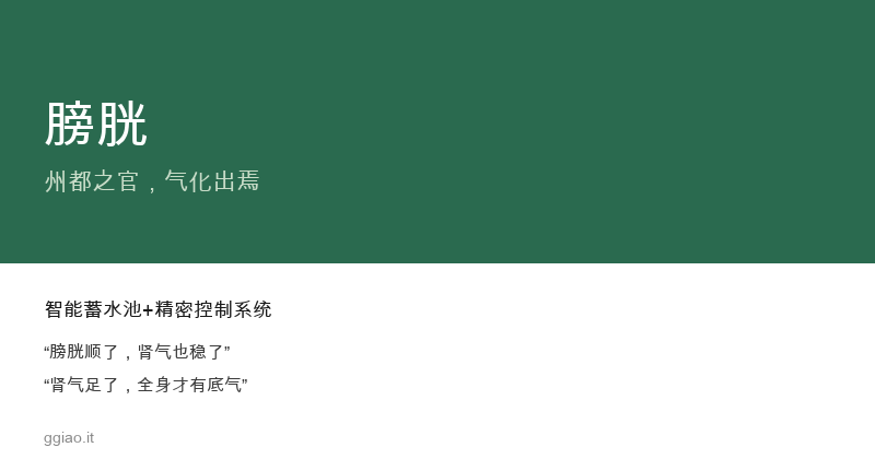 膀胱：身体的智能蓄水池