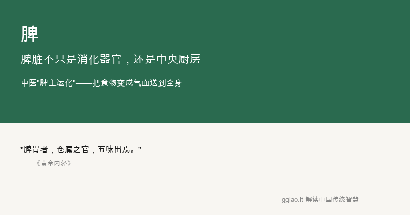 脾：脾脏是中央厨房，也是营养加工厂