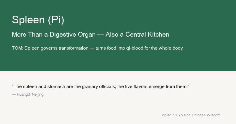 Spleen: The spleen is a central kitchen and nutrition processing plant