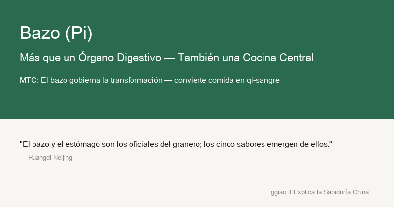 Bazo: el bazo es cocina central y fábrica de nutrientes