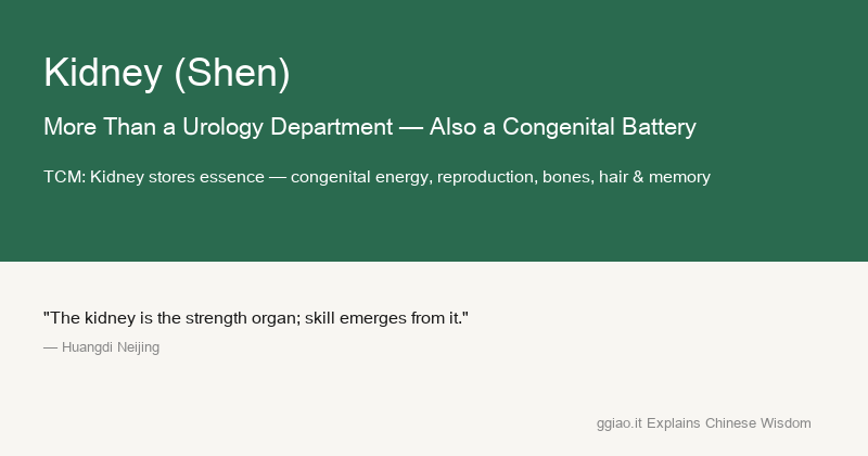 Shen: The Body's CEO