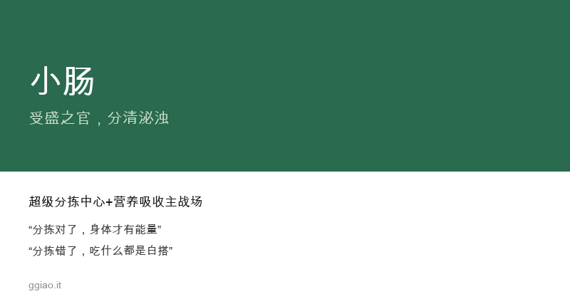 小肠：身体的超级分拣中心