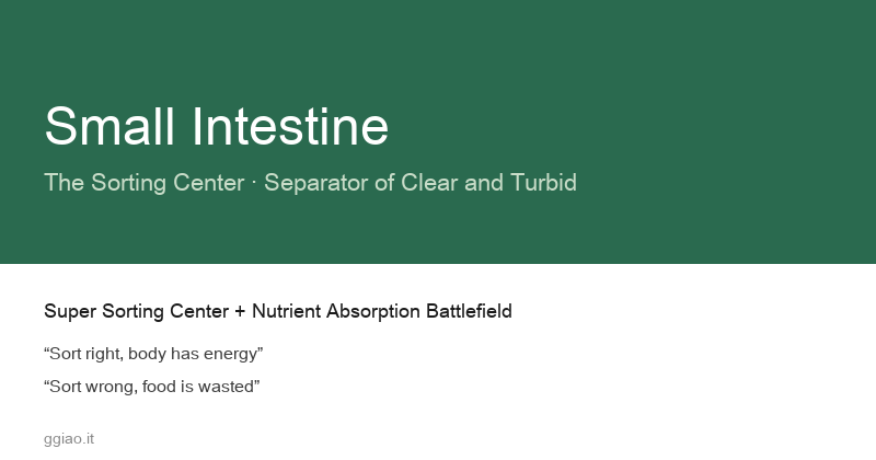 The Small Intestine: The Body's Super Sorting Center