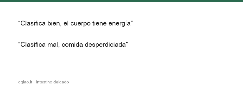 El intestino delgado separa lo claro de lo turbio, de aquí nacen los nutrientes
