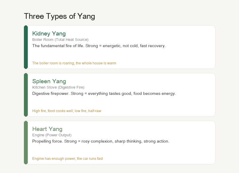 Three Types of Yang: Kidney Yang, Spleen Yang, Heart Yang