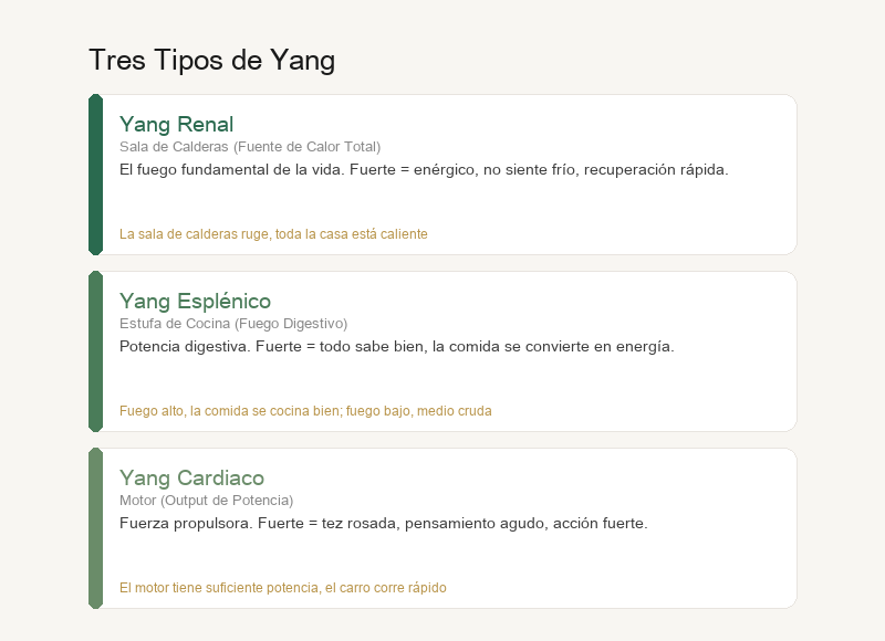 Tres Tipos de Yang: Yang Renal, Yang del Bazo, Yang del Corazón